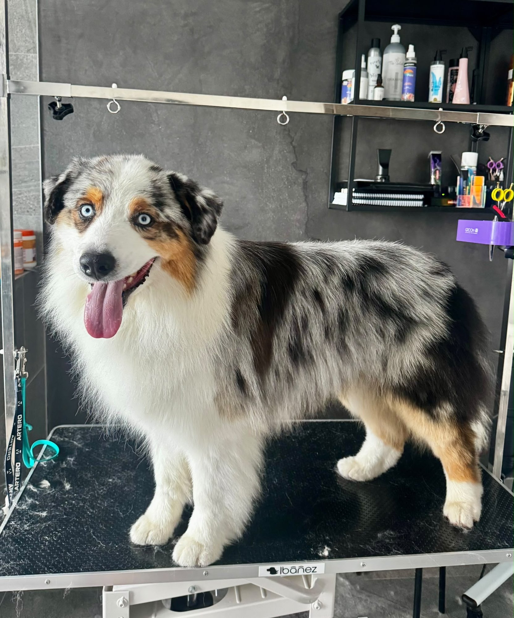 Australský ovčák blue merle po úpravě