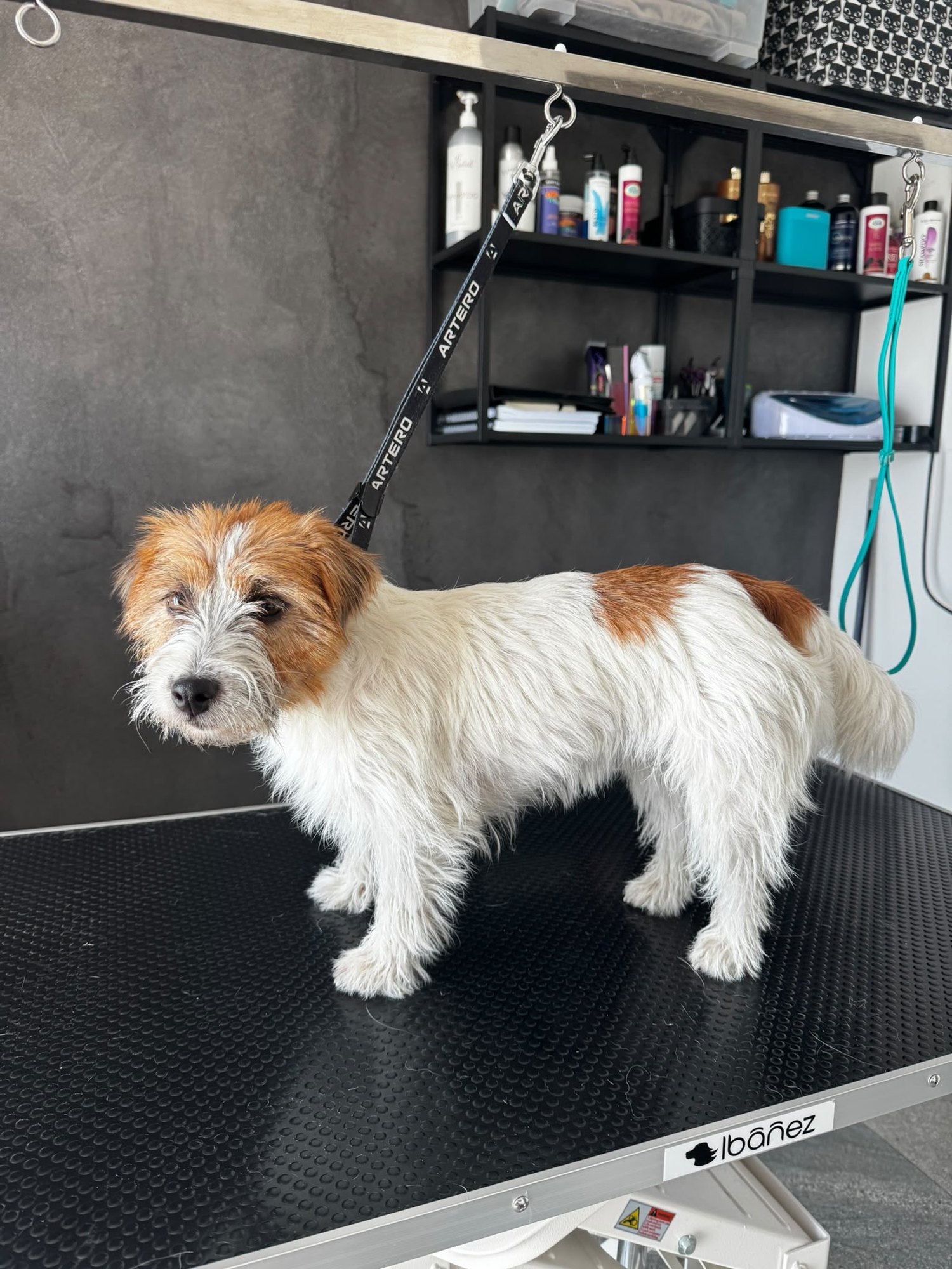 Jack russell teriér – Trimování — před