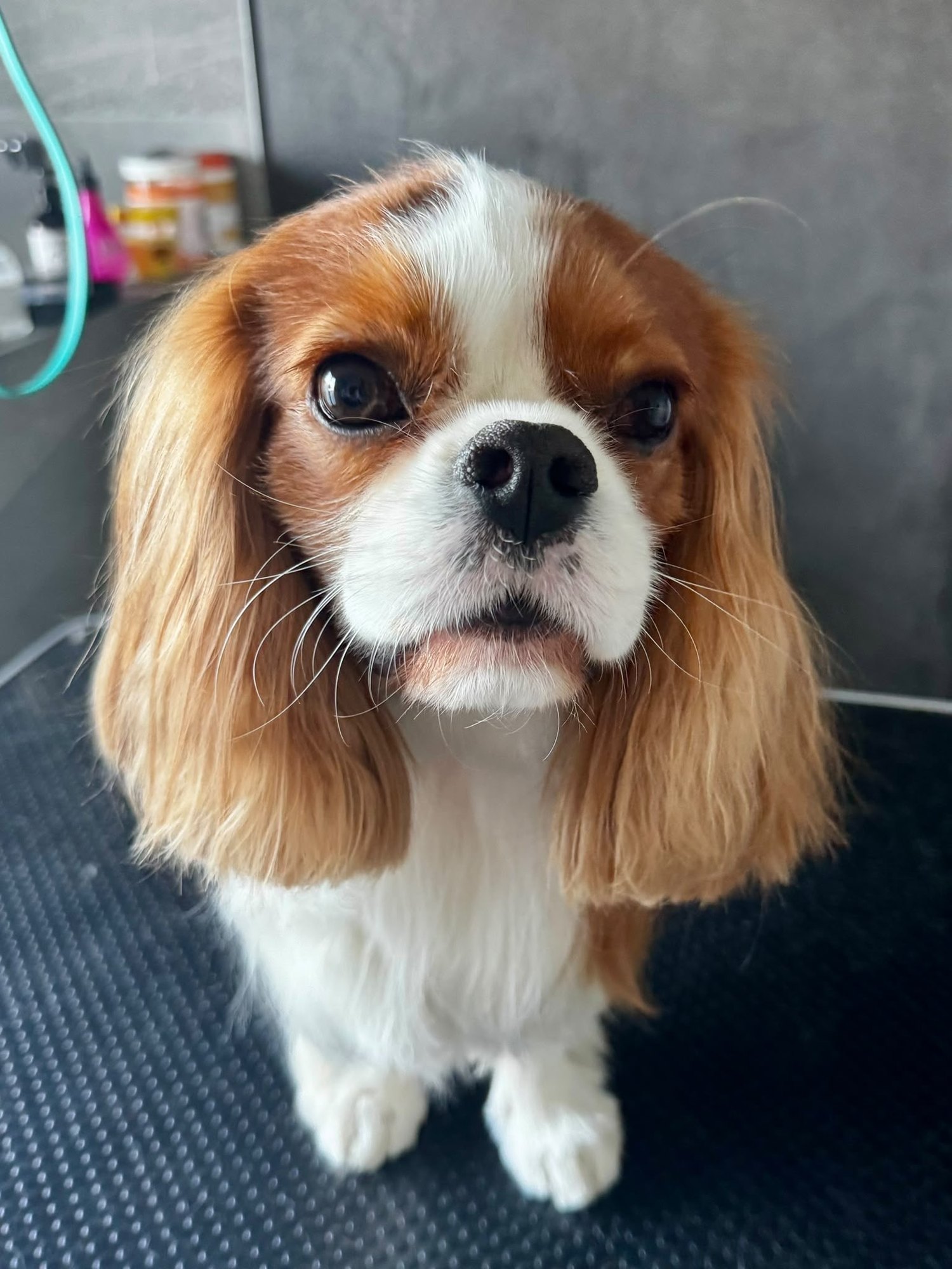 Kavalír king charles španěl po úpravě